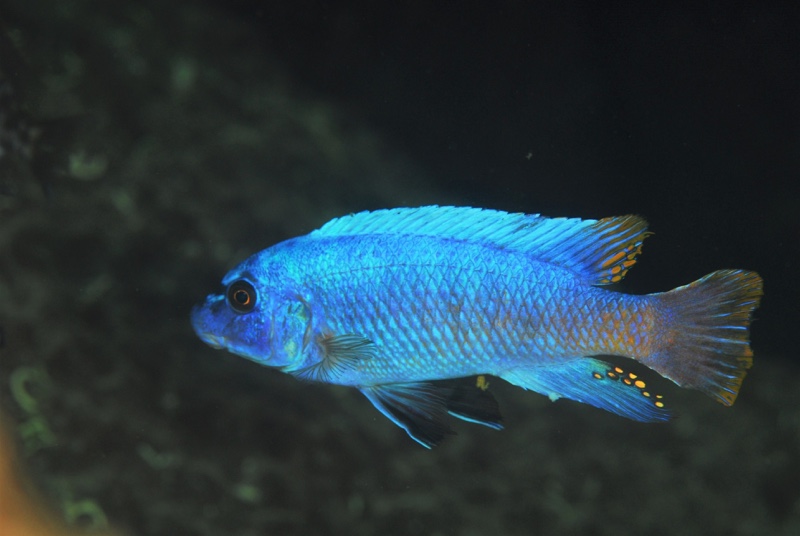 Labeotropheus trewavasae 'Mphanga Rocks'